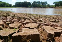 Ministra da Agricultura visitará Santa Catarina para avaliar os impactos da estiagem no meio rural