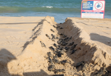 JABOATÃO: Cento e doze filhotes de tartaruga-marinha nascem na praia de Piedade