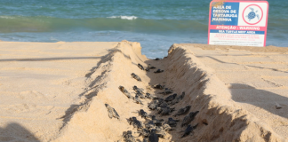 JABOATÃO: Cento e doze filhotes de tartaruga-marinha nascem na praia de Piedade