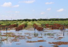 Chuvas comprometem 80% da safra de frutas do Vale do São Francisco, do 1º semestre de 2022