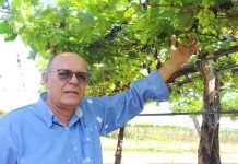 Com prejuízos de R$ 80 milhões, produtores do Vale do São Francisco cobrem os pomares, se protegendo das chuvas
