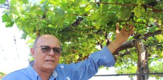 Com prejuízos de R$ 80 milhões, produtores do Vale do São Francisco cobrem os pomares, se protegendo das chuvas