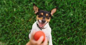 Cinco nutracêuticos mais indicados para cães e gatos