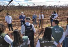 SENAR/PE aposta na fertirrigação, para aumentar produção de uva e manga, em Petrolina