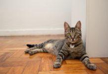 Dia Internacional do Gato: conhecer hábitos e gostos é o primeiro passo para uma boa saúde