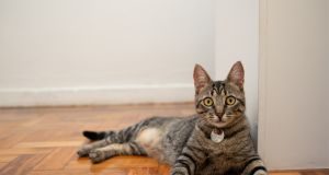 Dia Internacional do Gato: conhecer hábitos e gostos é o primeiro passo para uma boa saúde