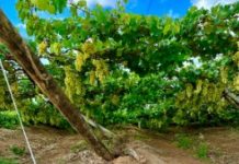 Chuva prejudica safra em Petrolina, aponta FAEPE