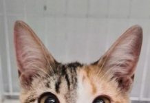 Adote um Amigo de Quatro Patas aporta no Camará Shopping, em Camaragibe