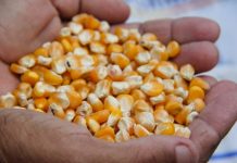 Secretaria de Agricultura de PE informa que, agricultores já podem consultar se têm direito ao Garantia-Safra 2021/2022