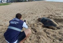 Tartaruga Cabeçuda deposita ovos na Praia de Piedade, no Jaboatão