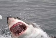 Jaboatão: Prefeitura, UFPE e UFRPE, alertam sobre ataques de tubarões na orla de Piedade