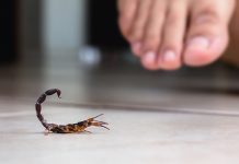 Acidentes com escorpião podem aumentar em agosto e setembro