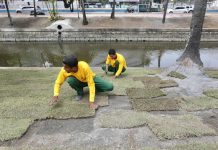 Prefeitura do Recife implanta novo projeto de paisagismo na Agamenon Magalhães