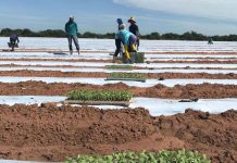 Mais de 1,3 mil aquicultores e irrigantes podem perder até 73% de desconto na conta de energia