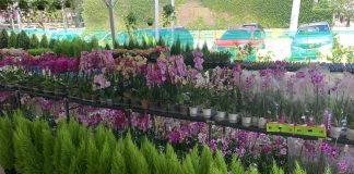 Últimos dias para visitar o Circuito das Flores de Holambra
