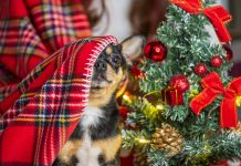 Pets merecem cuidados nas festas de final de ano
