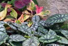 Festival Plantar Regar Amar, no Camará Shopping segue a todo vapor