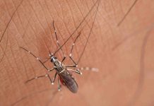 Aedes aegypti: Biólogo explica algumas curiosidades