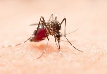 Com os casos de dengue em alta em Pernambuco, setores econômicos podem perder R$ 84,5 milhões até o fim deste ano