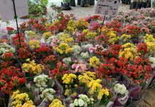 Setor de flores espera aumento de 8% com Dia das Mães