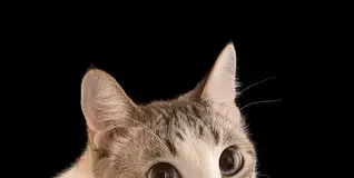 Hospital Veterinário do Recife oferece tratamento para esporotricose em gatos