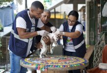 Prefeitura do Jaboatão disponibiliza serviço gratuito para tratamento da esporotricose em gatos