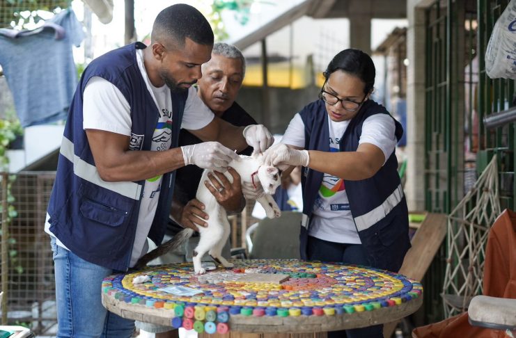 Prefeitura do Jaboatão disponibiliza serviço gratuito para tratamento da esporotricose em gatos