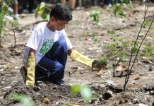 Prefeitura do Jaboatão promove atividades e planta 500 árvores, em comemoração ao Dia do Meio Ambiente