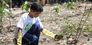 Prefeitura do Jaboatão promove atividades e planta 500 árvores, em comemoração ao Dia do Meio Ambiente