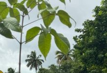 Rota dos Coqueiros realiza plantio de mudas de espécies nativas, ao longo da rodovia