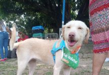 Camará Shopping promove feira de adoção de cães e gatos, à procura de um novo lar