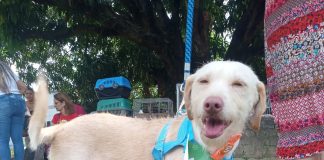 Camará Shopping promove feira de adoção de cães e gatos, à procura de um novo lar
