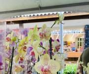 Shopping Costa Dourada recebe Feira de Flores de Holambra