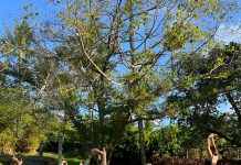 10ª Edição do Yoga&Café oferece uma manhã de bem-estar em Recife