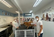 Transformando a paixão por animais em profissão: Senac abre inscrições para cursos na área pet
