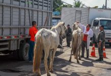 Prefeitura do Jaboatão disponibiliza canal de denúncia contra maus-tratos a animais