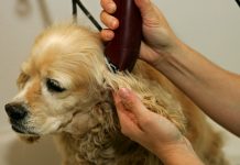 Carreira na área pet: Senac oferece cursos de Adestrador e de Banho e Tosa no Recife