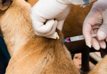 Campanha de vacinação antirrábica gratuita para cães e gatos acontece no Recife