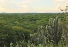 Meio ambiente: Pernambuco reduz desmatamento da Caatinga e Mata Atlântica pelo segundo ano consecutivo