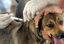 Vacinação antirrábica gratuita para cães e gatos no Recife