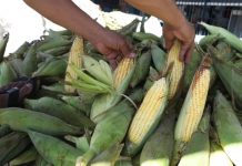 Jaboatão dos Guararapes comemora 2ª edição do Festival do Milho