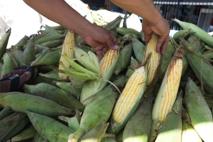 FESTIVAL-DO-MILHO-JABOATÃO-160625