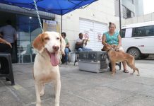 Prefeitura do Jaboatão realiza feira de adoção responsável de cães, no Shopping Guararapes