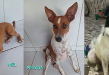 Evento de adoção de cães e gatos acontece no Shopping Patteo Olinda, neste sábado (06)
