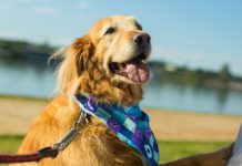 Microbiota: o elo invisível entre saúde intestinal, imunidade e bem-estar dos pets