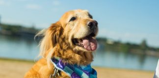 Microbiota: o elo invisível entre saúde intestinal, imunidade e bem-estar dos pets