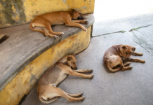 Pets: abandono e tráfico ilegal no Brasil e no mundo