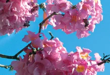 O canto das flores, por Francisco Pessoa