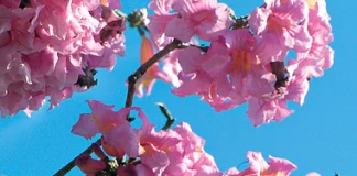 O canto das flores, por Francisco Pessoa