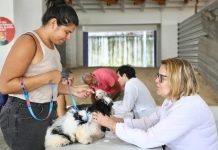 CãoPaz oferece vacinação antirrábica e atendimento veterinário gratuito no Compaz Eduardo Campos, nesta sexta (30)